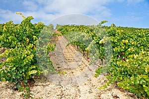 Vineyard at Autumn, La Rioja (Spain)