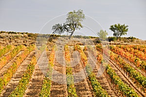 Vineyard at Autumn, La Rioja (Spain)