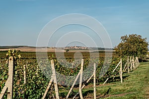 Vineyard autumn landscape in south Moravia,Czech Republic.Rows of Vineyard Grape Vines,blue sky, small village in background.