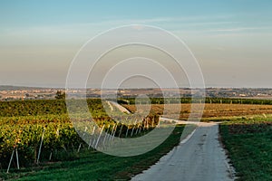 Vineyard autumn landscape in south Moravia at sunset,Czech Republic.Rows of Vineyard Grape Vines,blue sky,scenery of Palava region