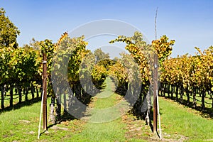 Vineyard in autumn, Livermore, east San Francisco bay area, California