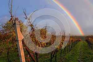 Vineyard in autumn with a rainbow background. Slope near the town of Kyjov in South Moravia, Czech Republic