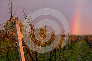 Vineyard in autumn with a rainbow background. Slope near the town of Kyjov in South Moravia, Czech Republic