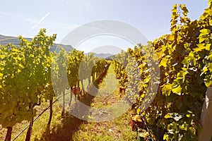 Vineyard in autumn ready for harvest