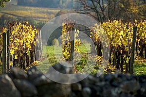 Vineyard in autumn Saint Emilion, Bordeaux