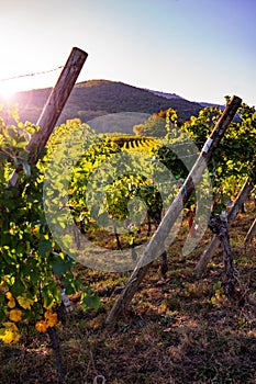 Vineyard in the autumn sun