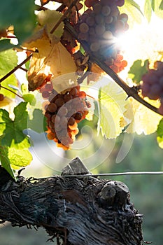 Vineyard in autumn sun with ripe grapes