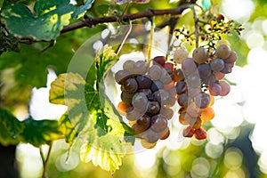 Vineyard in autumn sun with ripe grapes