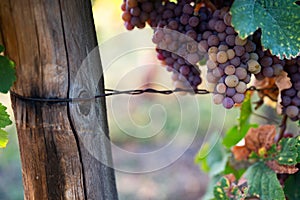 Vineyard in autumn sun with ripe grapes