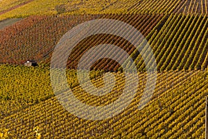 Vineyard in autumn on a sunny day