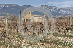 Vineyard of autumn vines with a spanich church in the background