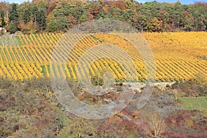 Vineyard in autumn