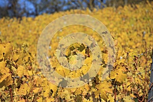 Vineyard in autumn