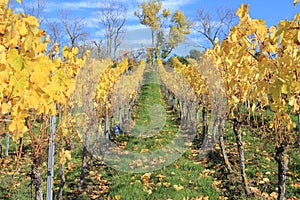 Vineyard in autumn