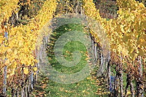Vineyard in autumn