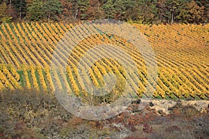 Vineyard in autumn