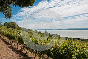 Vineyard at Badacsony, Lake Balaton, Hungary photo