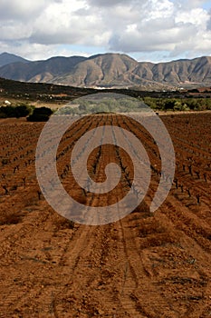 Vineyard in Baja's wine regio