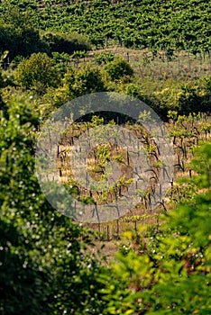 Vineyard in Balaton Highland, Hungary. Vine farm aerial view
