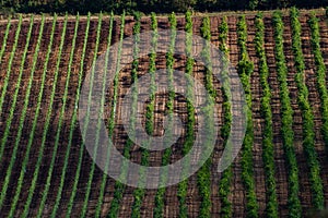 Vineyard in Balaton Highland, Hungary. Vine farm aerial view