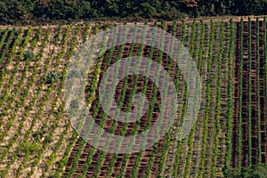 Vineyard in Balaton Highland, Hungary. Vine farm aerial view