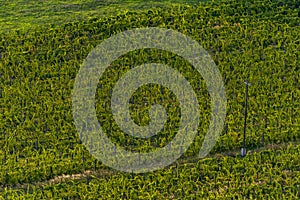 Vineyard in Balaton Highland, Hungary. Vine farm aerial view