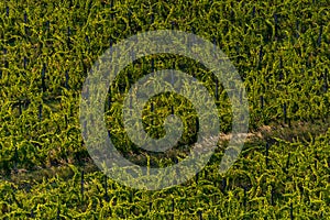 Vineyard in Balaton Highland, Hungary. Vine farm aerial view