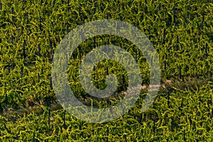 Vineyard in Balaton Highland, Hungary. Vine farm aerial view