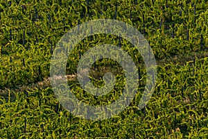 Vineyard in Balaton Highland, Hungary. Vine farm aerial view