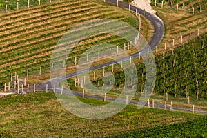 Vineyard in Balaton Highland, Hungary. Vine farm aerial view