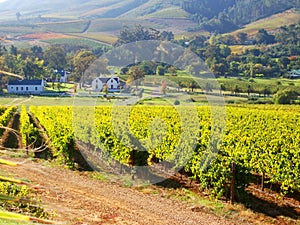 Vineyard banhoek cape S. africa