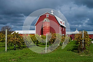 Vineyard and barn, door county, wisconsin