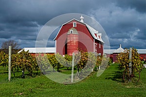Vineyard and barn, door county, wisconsin photo
