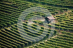 Vineyard of barolo Piedmont, Italy