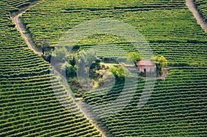 Vineyard of barolo Piedmont, Italy