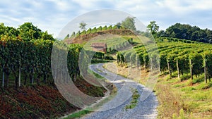 Vineyard of barolo Piedmont, Italy