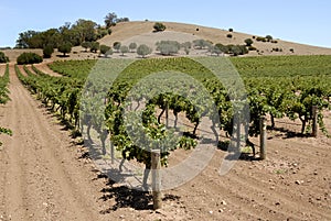 Vineyard in the Barossa Valley