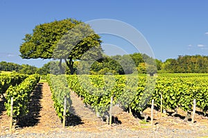 Vineyard in Beaujolais