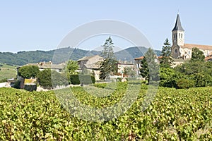 Vineyard in Beaujolais. France.