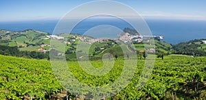 Vineyard and beautiful coast by blue sea, Getaria