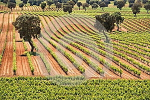 Vineyard photo