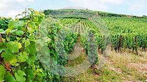 Vineyard beds in region of Alsace Wine Route