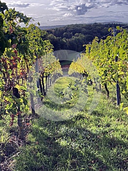 vineyard at the beginning autumn