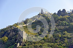 Vineyard below the ruins of Duernstein castle