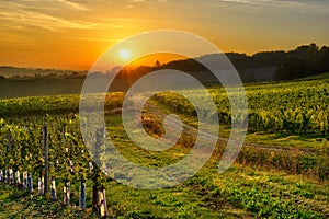 Vineyard Bergerac three