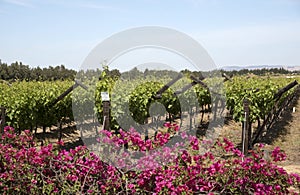 Vineyard in the Bergrivier region South Africa