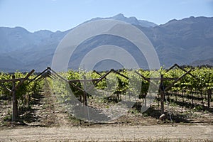 Vineyard in the Bergrivier region South Africa