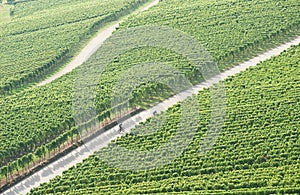 Vineyard biking