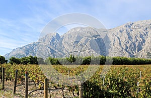 Vineyard and the Biokovo mountains near Baska Voda in Dalmatia, Croatia