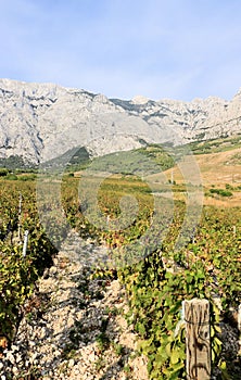 Vineyard and the Biokovo mountains near Baska Voda in Dalmatia, Croatia
